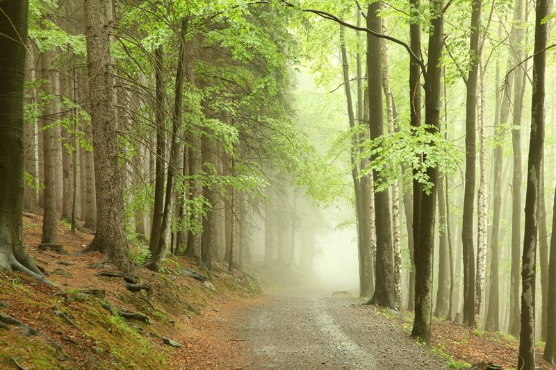 Дорожка в туманном лесу