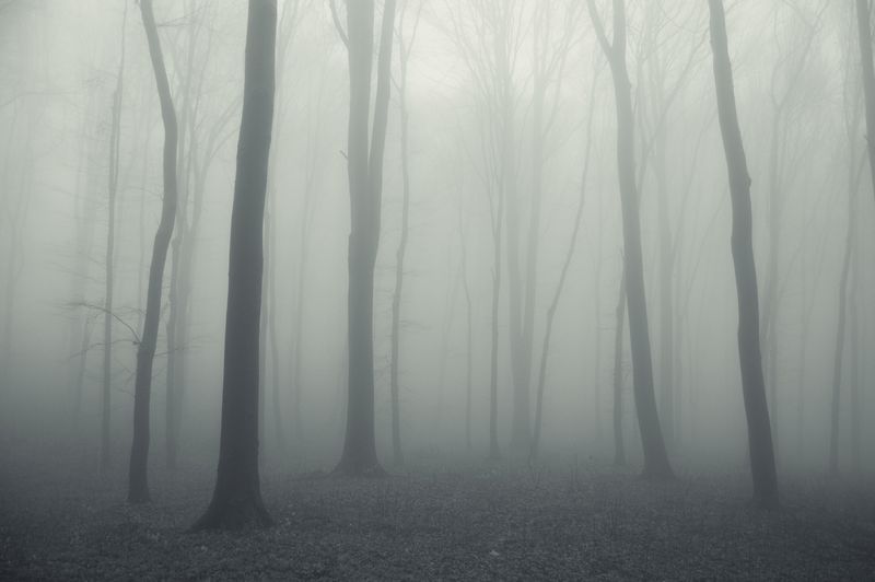 Туманный хмурый лес