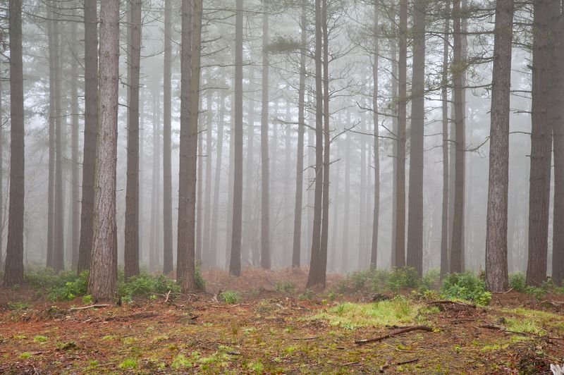 Лес в тумане и зелень у подножья