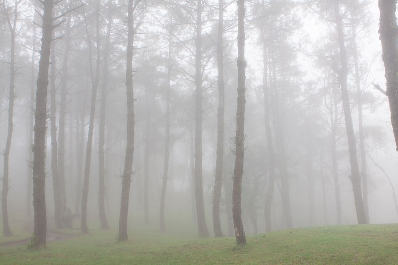 Лес в тумане с зеленой  травой