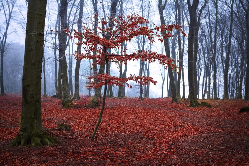 Опавшая красная листва
