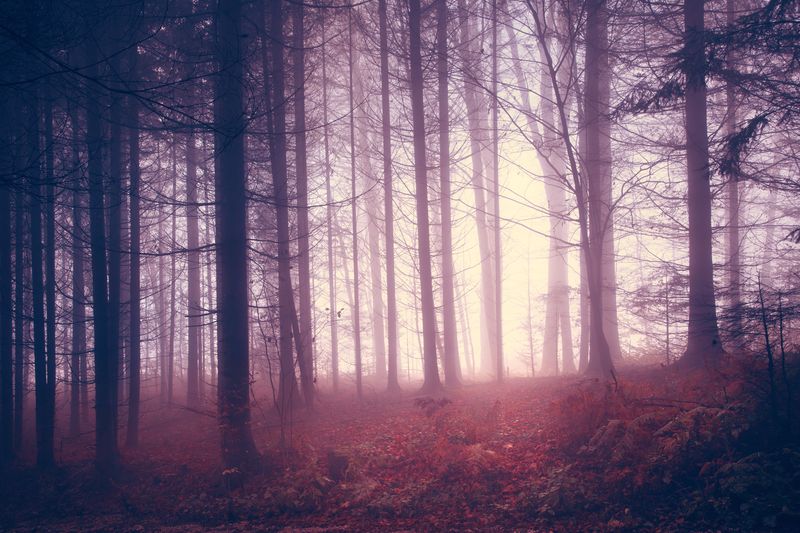Осенний Лес в тумане
