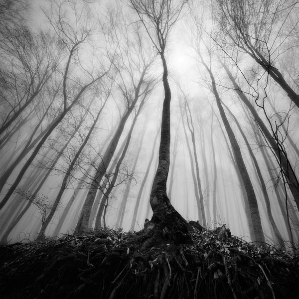Таинственный лес в тумане