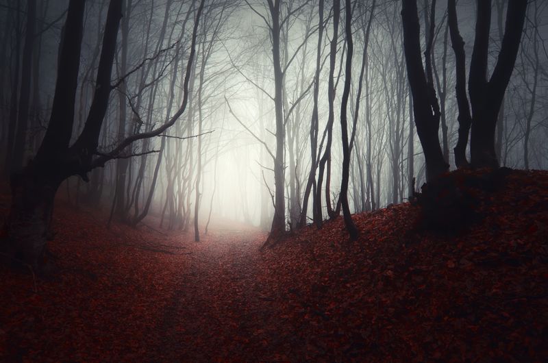 Мрачный Лес в тумане