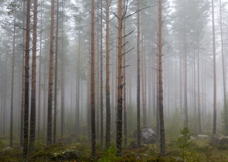 Хвойный Лес в тумане