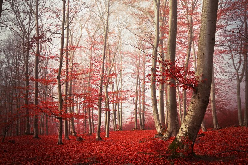 Красный лес осенью