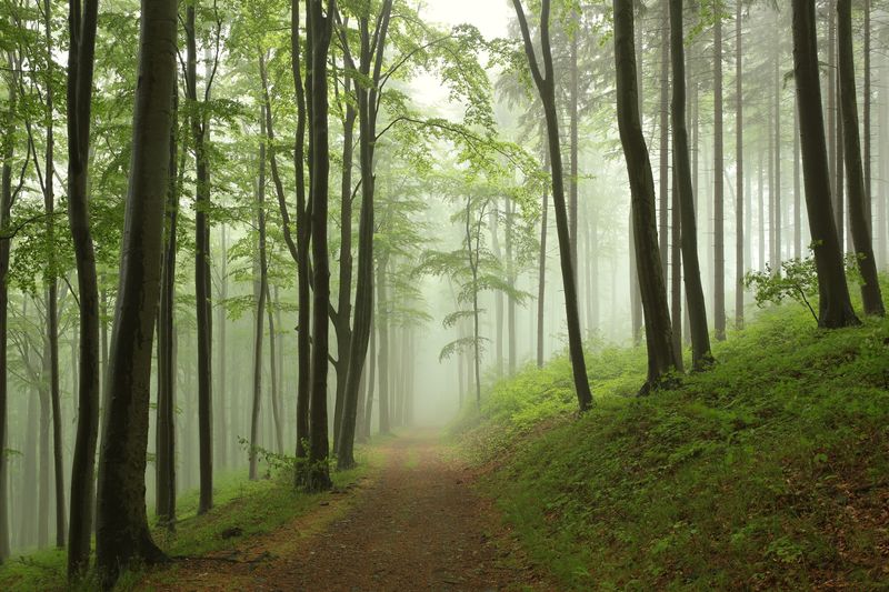 Дорожка в туманном лесу