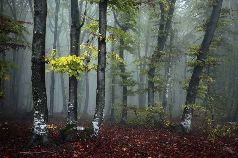 Лес в тумане с зеленой веткой