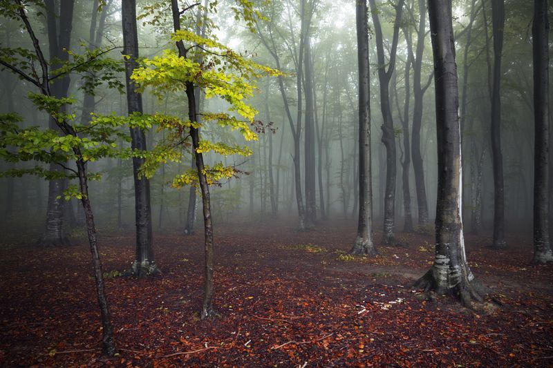 Лес в тумане с красной листвой