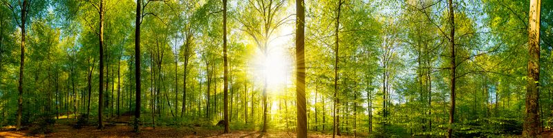Панорама леса с солнцем