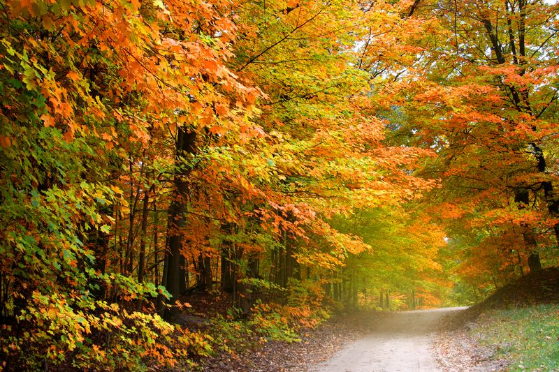 Осенний лес и дорога