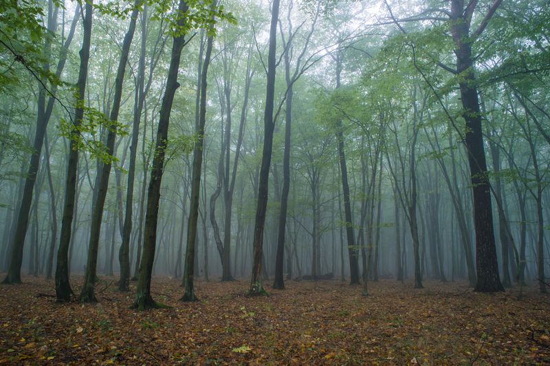 Лес в тумане в сумерках