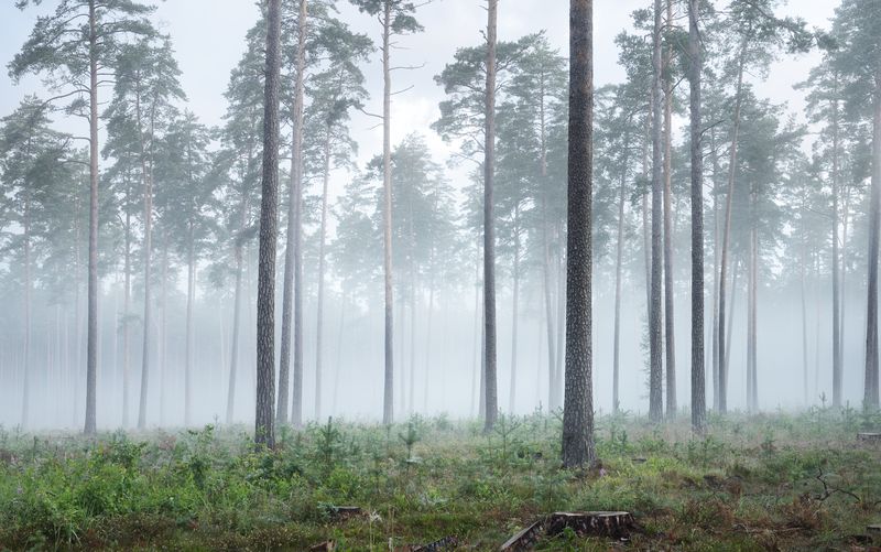 Лес в тумане сосны
