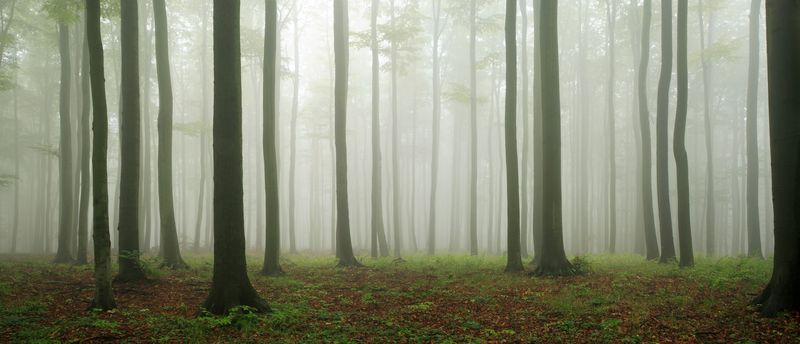 Лес в тумане. Стволы деревьев