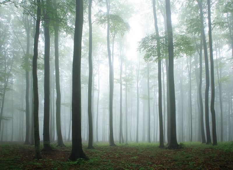 Лес в тумане на заре