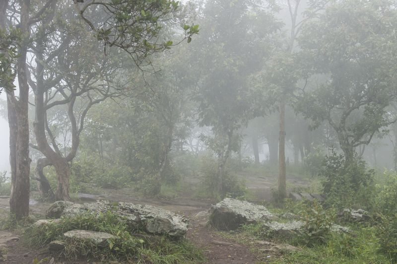 Лес и камни в тумане