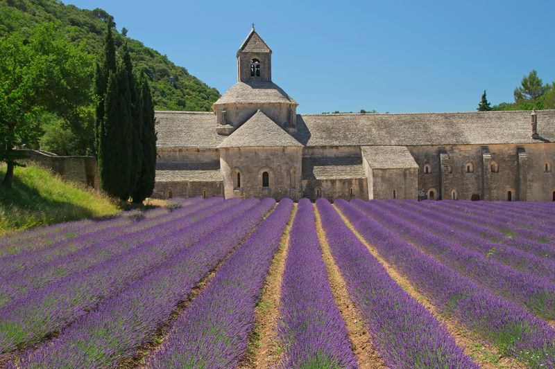 Фиолетовый сад рядом с замком