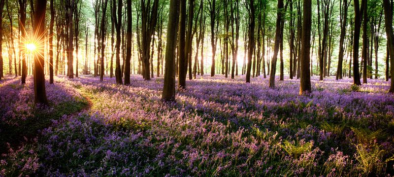 Лес с фиолетовыми цветами