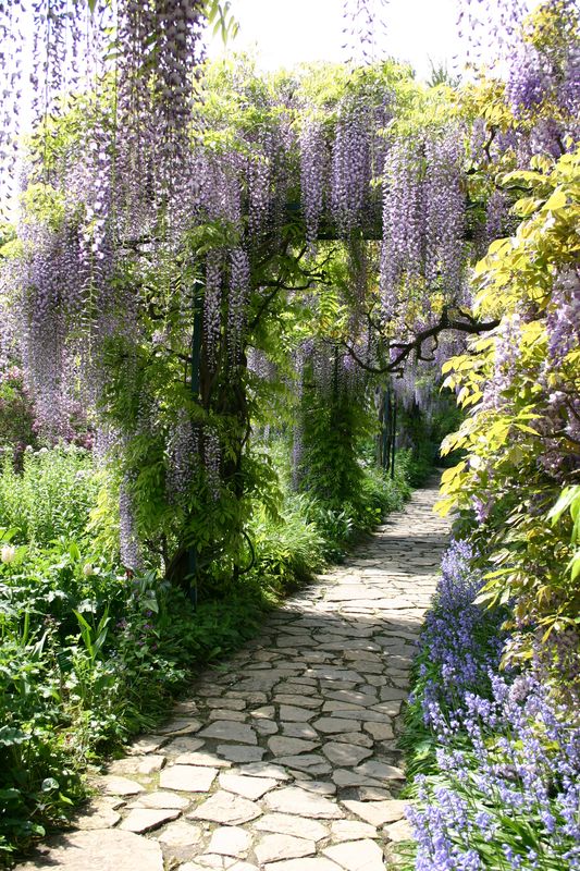 Дорожка в саду с фиолетовыми цветами