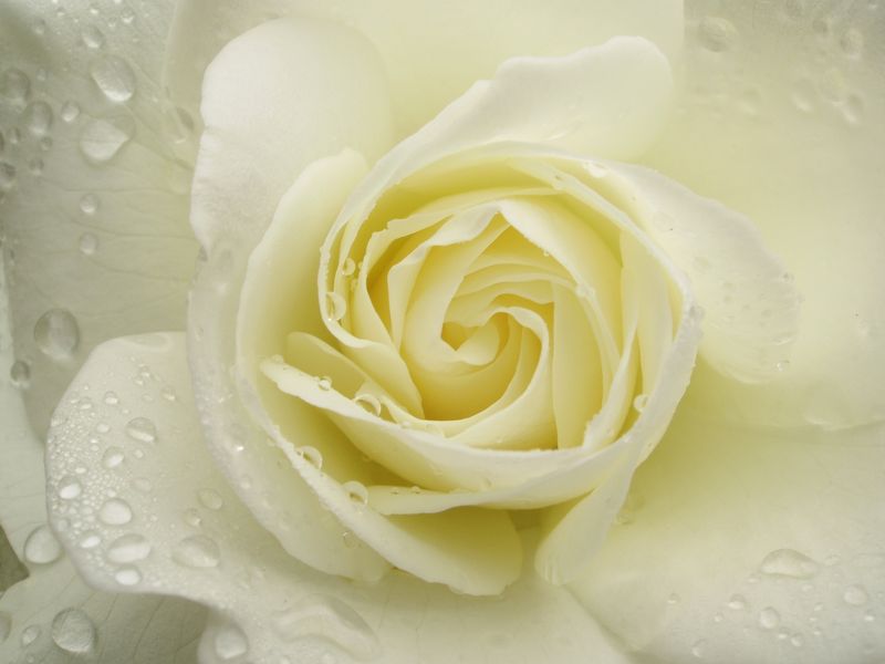 Фотообои Бутон белой розы с каплями росы купить на стену — Цены и 3D Фото в  каталоге интернет магазина Printwalls