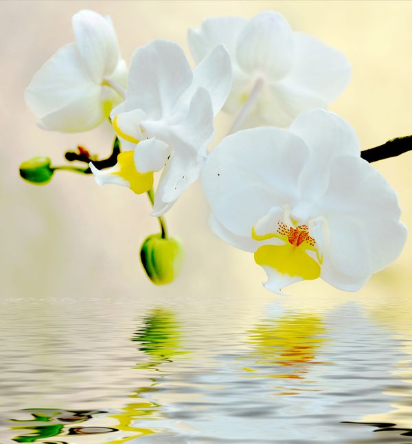 Белая орхидея над гладью воды