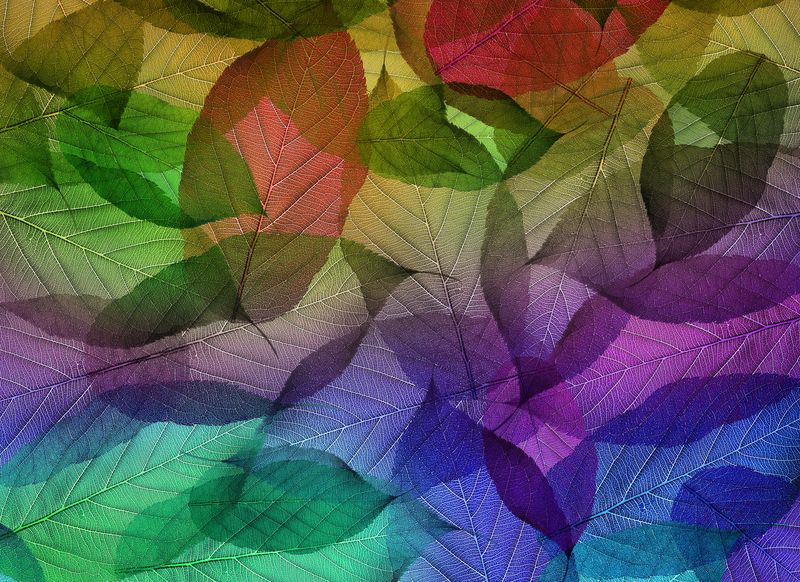 Разноцветные полупрозрачные листья
