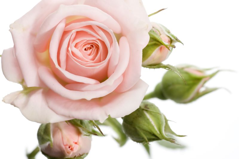 Розовая роза с бутонами на белом фоне
