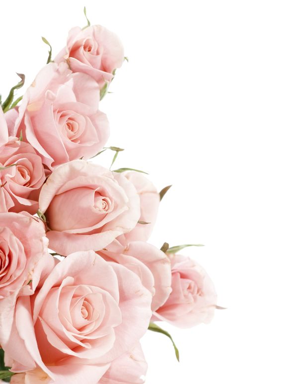 Букет розовых роз вертикальный