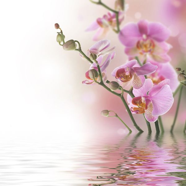 Розовая орхидея растет из воды