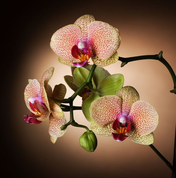 Яркие орхидеи на темном фоне