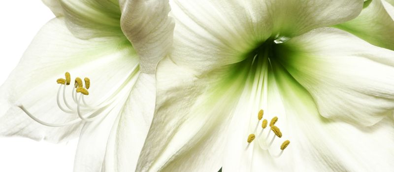Лилия Цветок Фото Крупным Планом