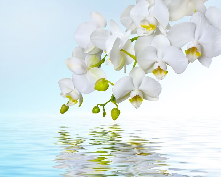 Белые орхидеи нависают над водой
