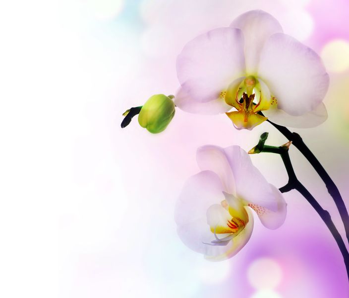 Нежные орхидеи на белом фоне