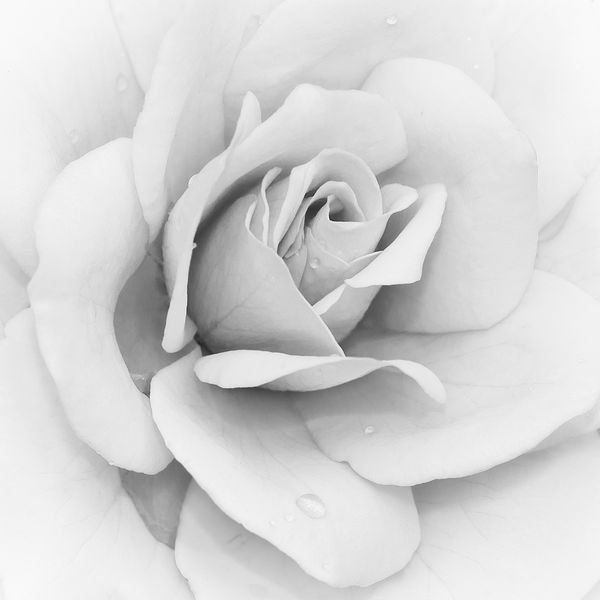 Белая роза в серых тонах