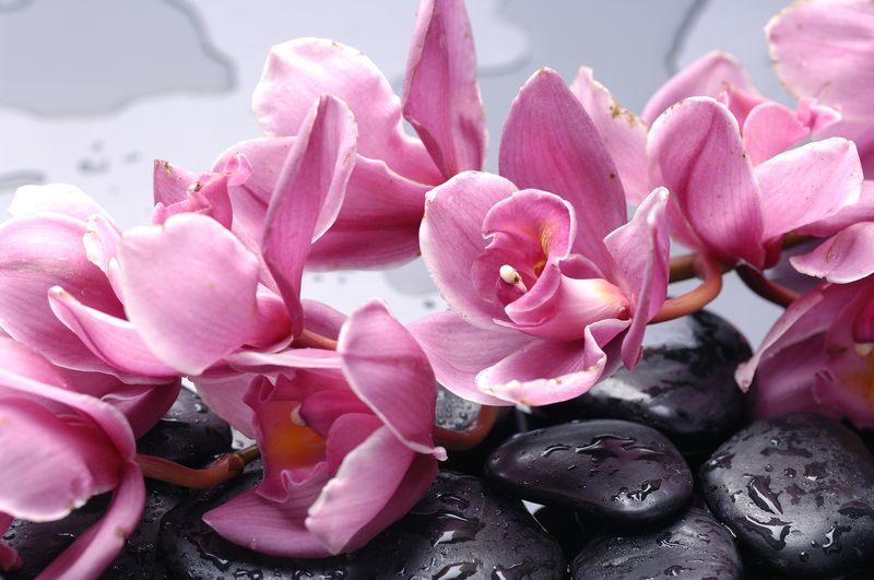 Розовые орхидеи на черных камнях