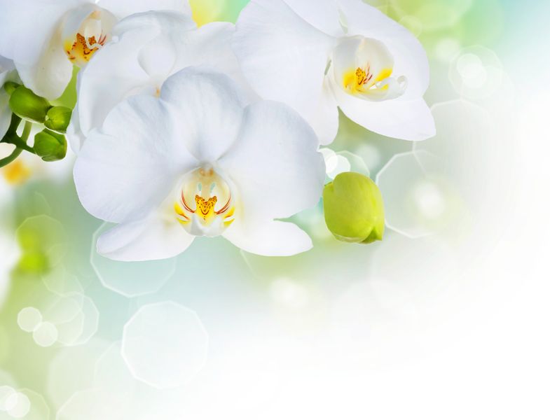 Белые орхидеи в солнечном свете