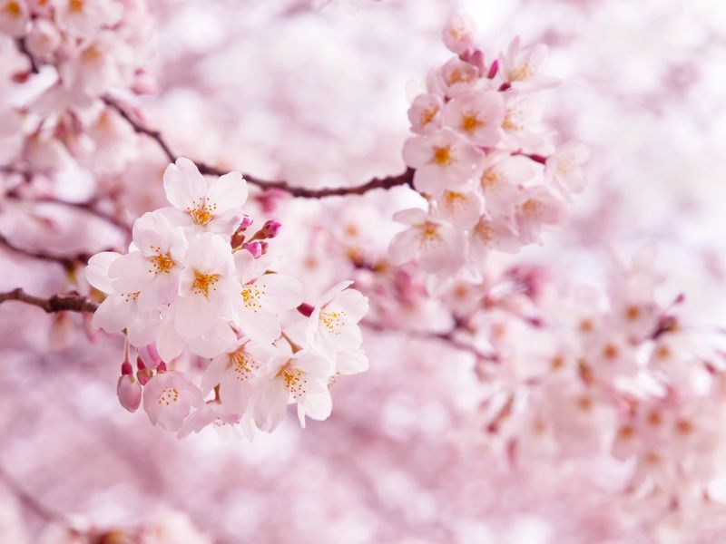 Цветение ветки сакуры весной