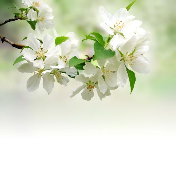 Цветение белой ветки яблони