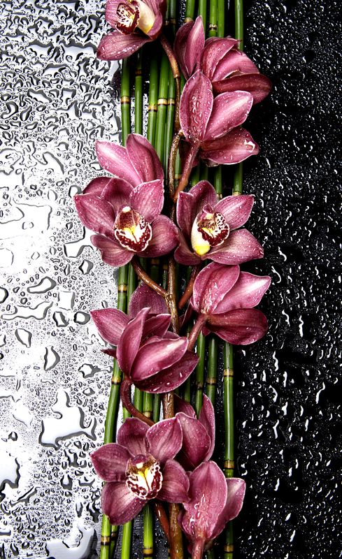 Бордовые орхидеи на черном столе с каплями воды