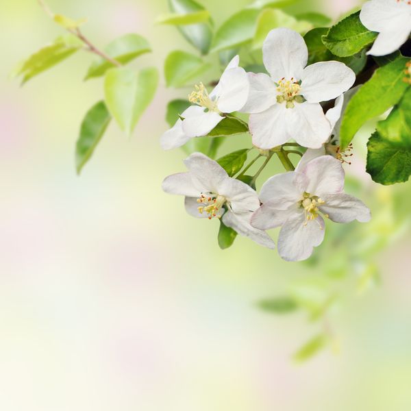 Белая ветка яблони весной