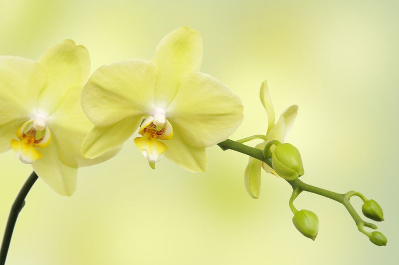 Лаймовая орхидея на зеленом фоне