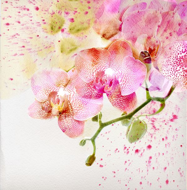 Розовые орхидеи с брызгами краски