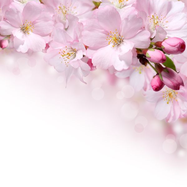 Ветка розовой сакуры весной