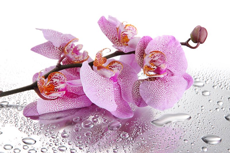 Орхидея на зеркальной поверхности с каплями воды