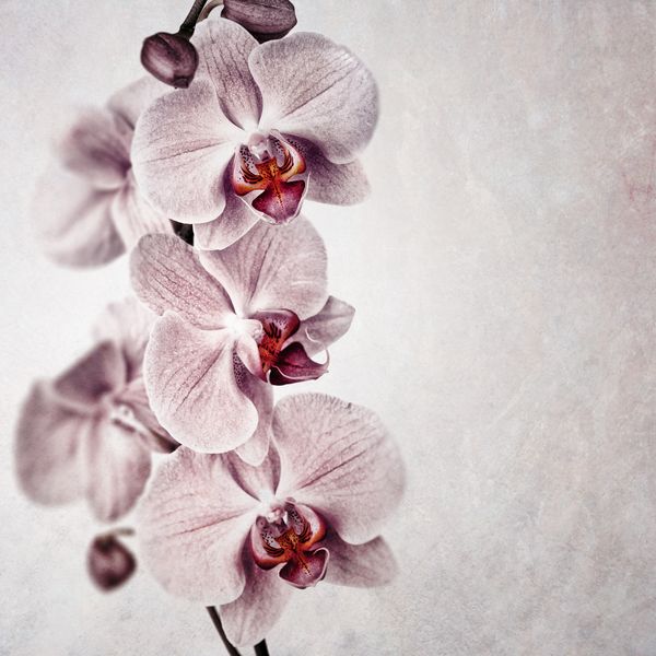 Бордовые орхидеи на светлом фоне