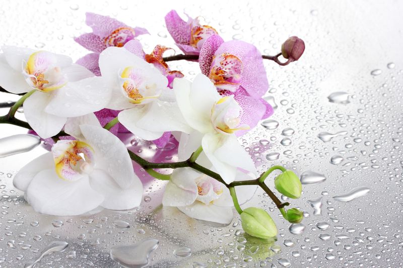 Розовые и белые орхидеи на зеркале с каплями воды