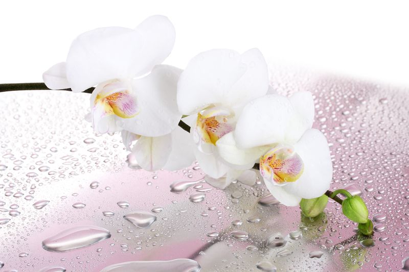 Белые орхидеи на розовом зеркале с каплями воды