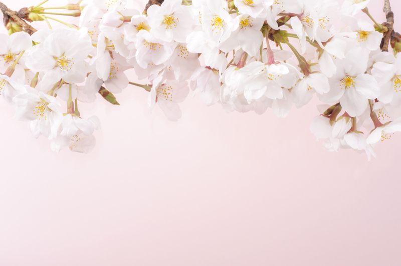 Гирлянда из сакуры на розовом фоне