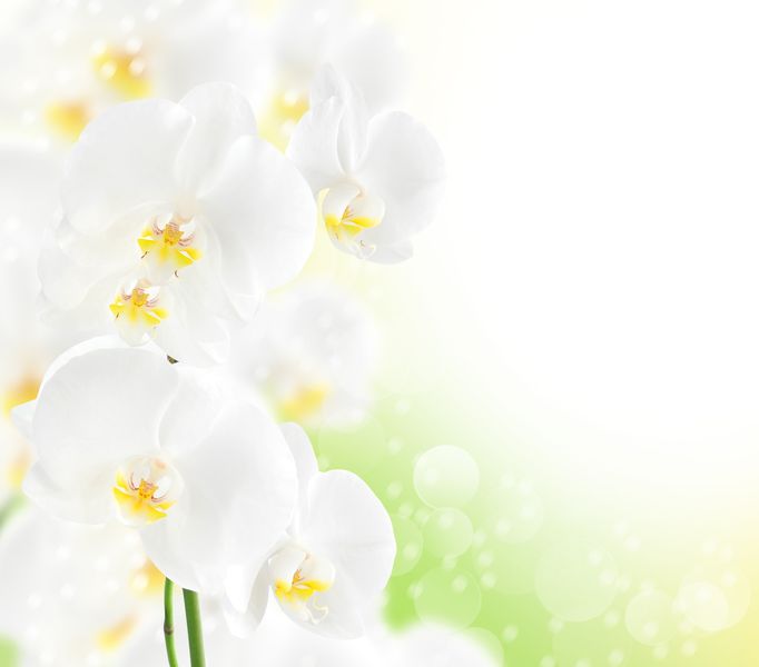 Белые орхидеи с зеленью на фоне яркого солнца