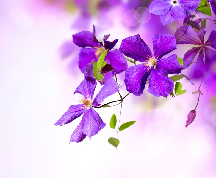 Нежные фиолетовые цветы на светлом фоне